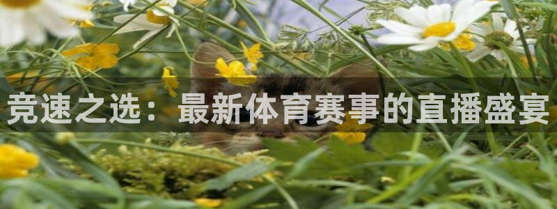竞速之选：最新体育赛事的直播盛宴