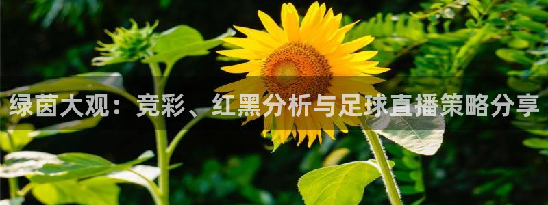 绿茵大观：竞彩、红黑分析与足球直播策略分享