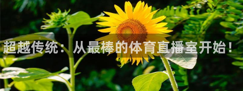 超越传统：从最棒的体育直播室开始！
