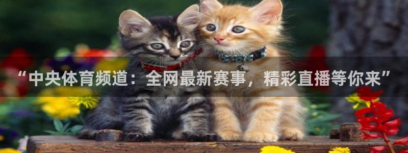 “中央体育频道：全网最新赛事，精彩直播等你来”